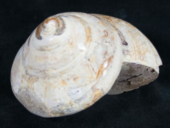 Polished Fossil Snail (Pleurotomaria) #9546
